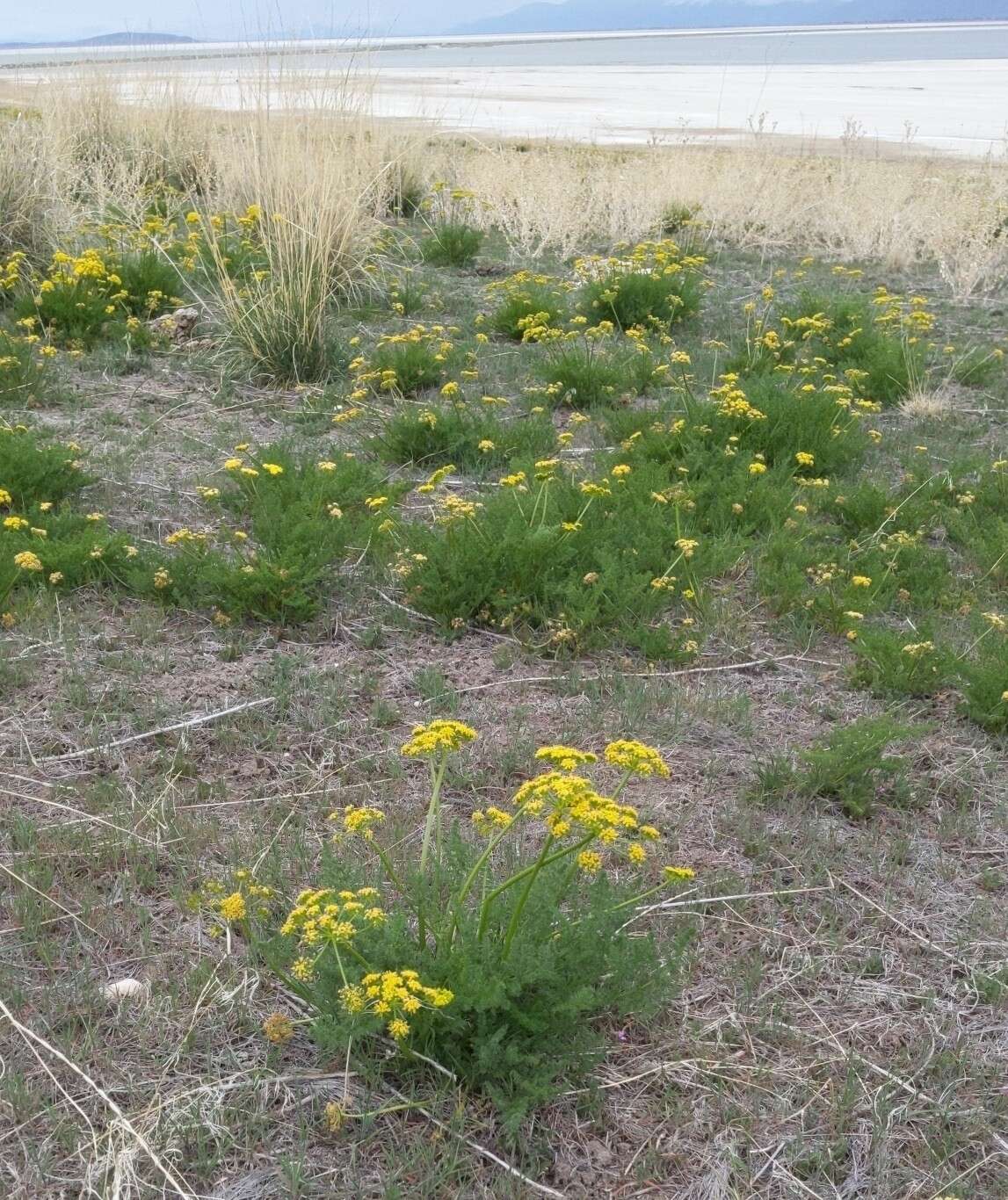 Image of Gray's biscuitroot