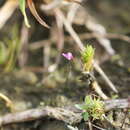Sivun Utricularia minutissima Vahl kuva