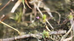 Image of Utricularia minutissima Vahl