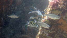 Image of Barred flagtail