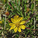 Image of Gutierrezia mandonii (Sch. Bip.) Solbrig