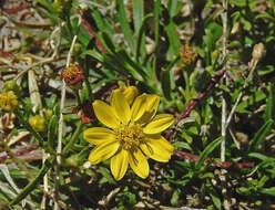 Image of Gutierrezia mandonii (Sch. Bip.) Solbrig