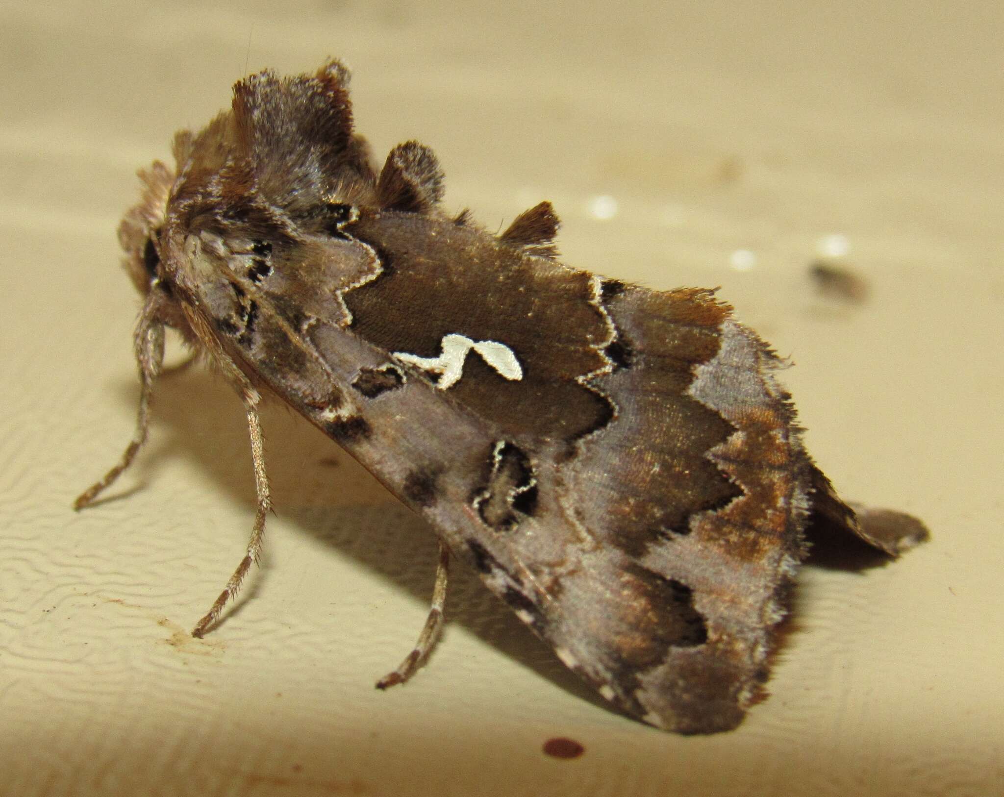 Image de Autographa corusca Strecker 1885