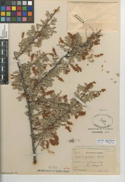 Image of <i>Senegalia greggii</i>