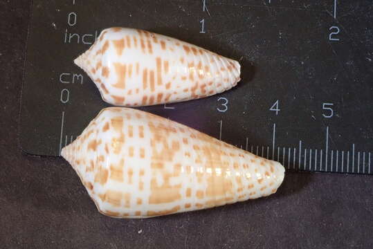 Image of Conus stramineus Lamarck 1810