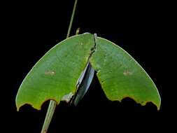 Image of Plagerepne torquata Tams 1926