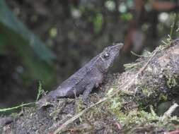 صورة Rhinella festae (Peracca 1904)