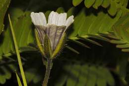Image of Monsonia burkeana Planch. ex Harv. & Sond.
