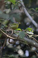 Image of Grey-headed Bulbul