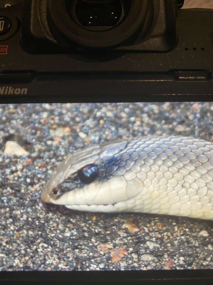 Image of Rufous Beaked Snake