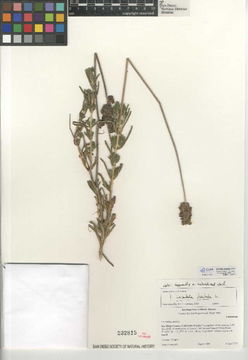 Image of French lavender
