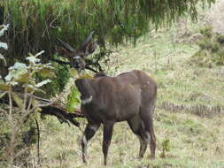 Image of Mountain nyala