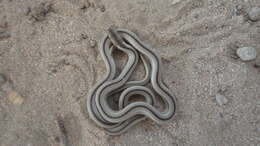 Image of Spirit Diminutive Snake
