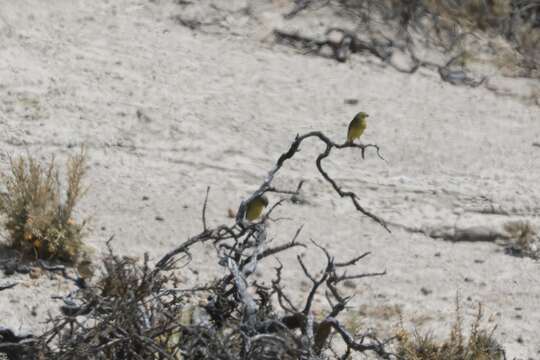 Image of Patagonian Yellow Finch