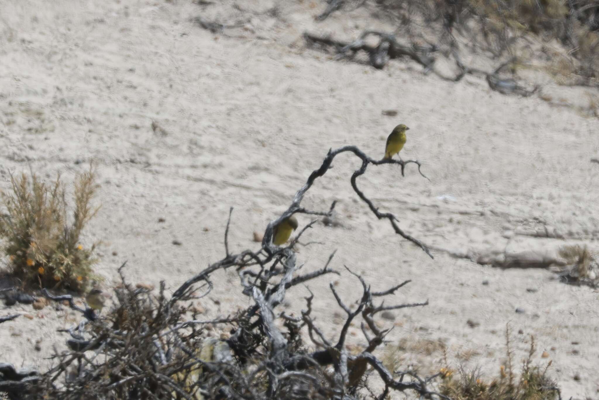 Image de Sicale de Patagonie