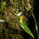 Imagem de Pleurothallis dorotheae Luer