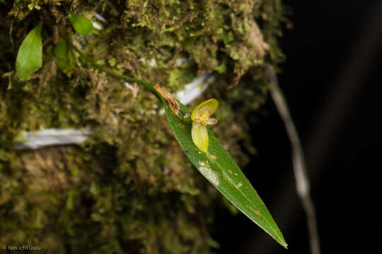 Image of Pleurothallis dorotheae Luer