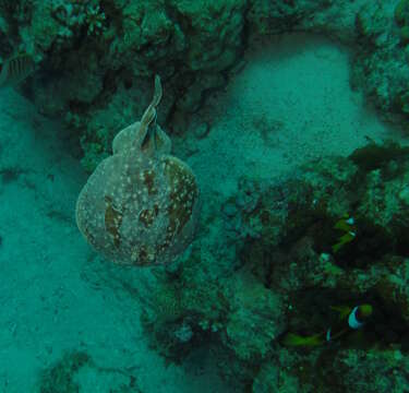 Image of Leopard Torpedo