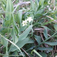 Image of Cyprus-vetch