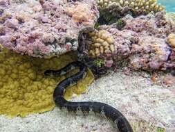 Image of Flat-tail Sea Snake