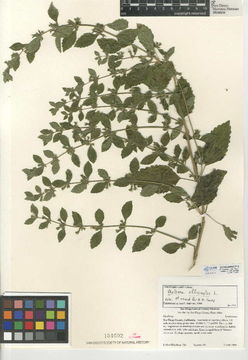 Image of Lemon balm