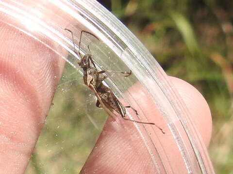Image of Broad-headed bug