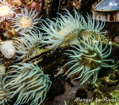 Image of thenarian burrowing anemones