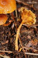 Image of Pholiota squarrosipes Cleland 1933