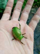 Imagem de Chrysina costata (Blanchard 1850)