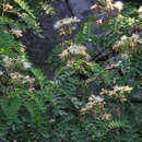 Albizia kalkora (Roxb.) Prain的圖片