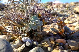 Imagem de Pelargonium crassicaule L'Her.