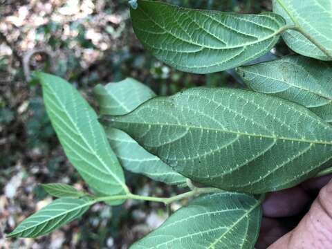 Image of Alangium polyosmoides subsp. tomentosum