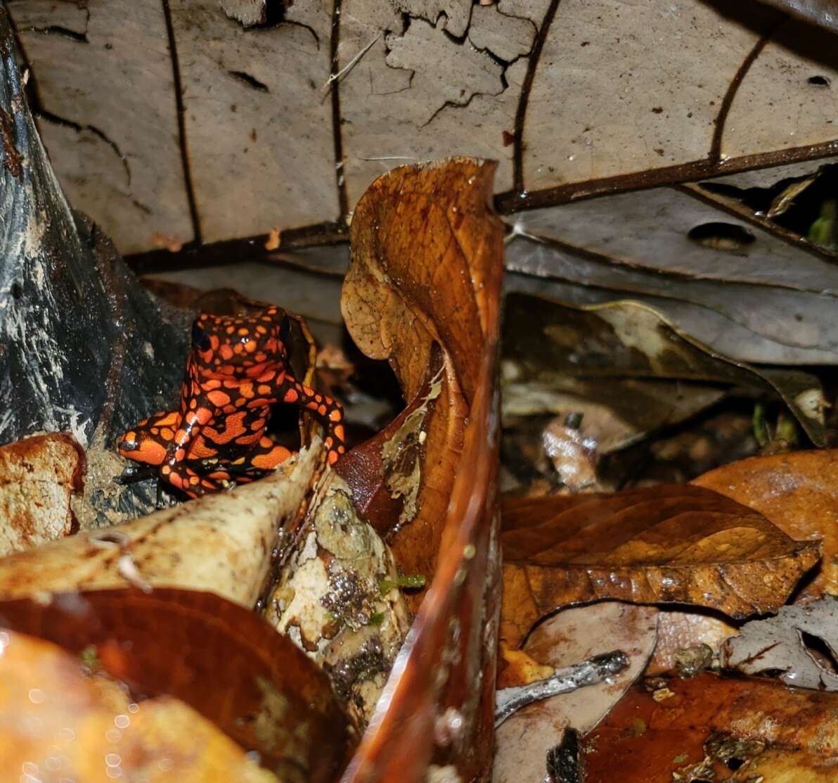 Image of Harlequin Poison Frog