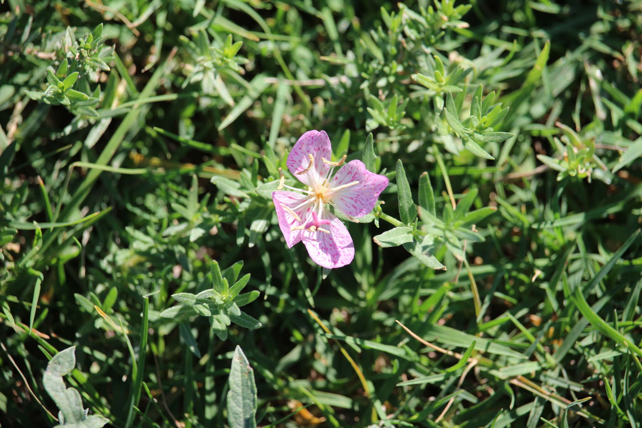 Plancia ëd Oenothera canescens Torr.