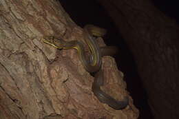 Image of Timor Python