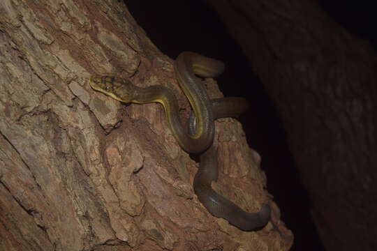 Imagem de Malayopython timoriensis (W. C. H. Peters 1876)