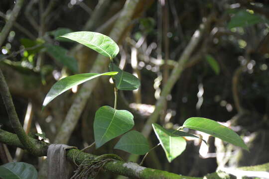 Ficus tinctoria Forst. fil. resmi