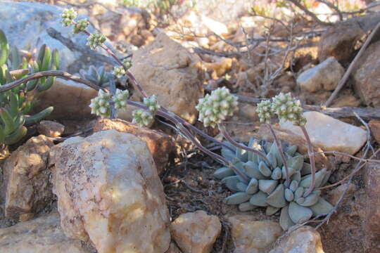 Image of Crassula namaquensis Schönl. & Baker fil.