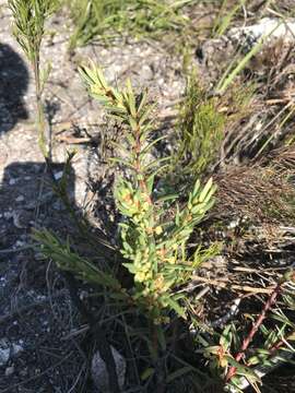 Image of Clutia polygonoides L.