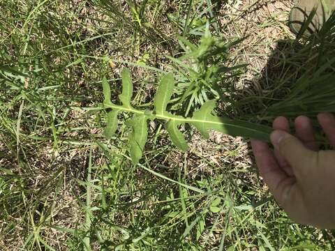 Image of tansy rosinweed