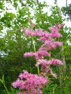 Plancia ëd Filipendula rubra (Hill) B. L. Robins.