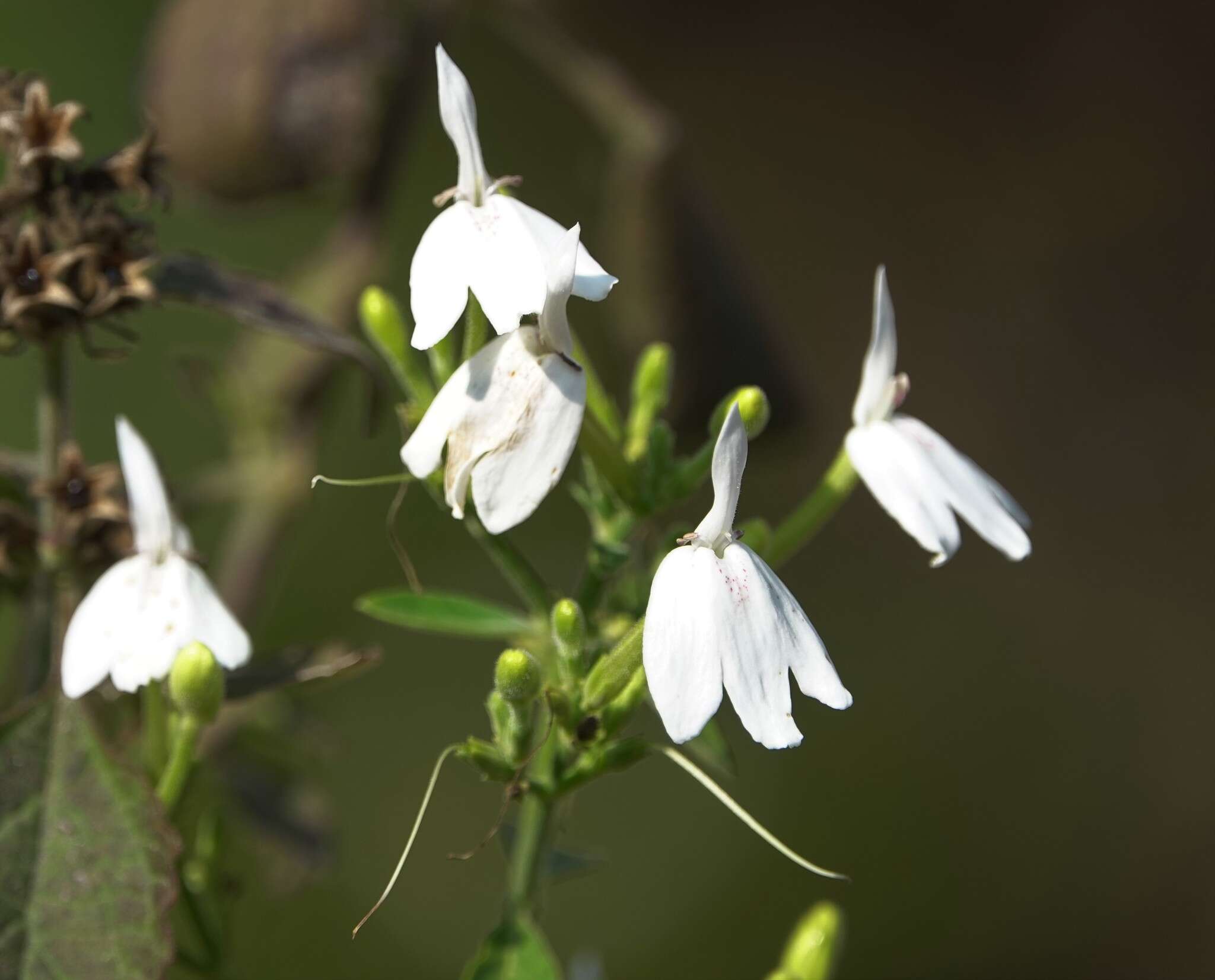 Sivun Rhinacanthus nasutus (L.) Kuntze kuva