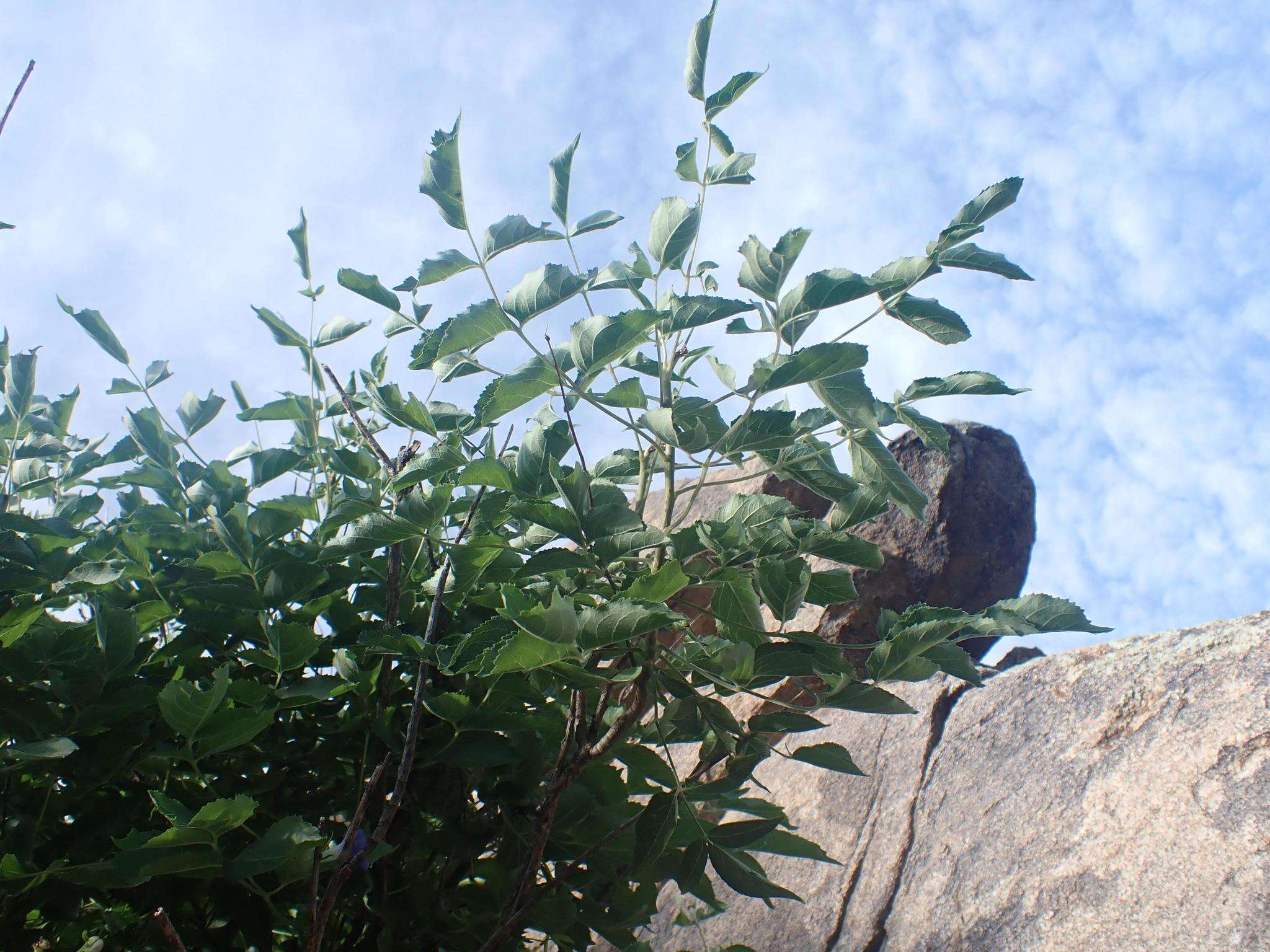 Image de Aralia humilis Cav.