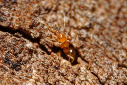 Image of Little yellow ant