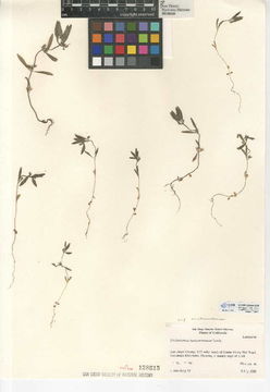 Image of San Jacinto bluecurls