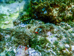 Image of Barnacle Blenny