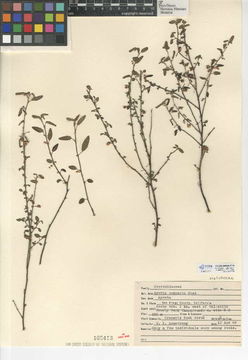Image of California ayenia