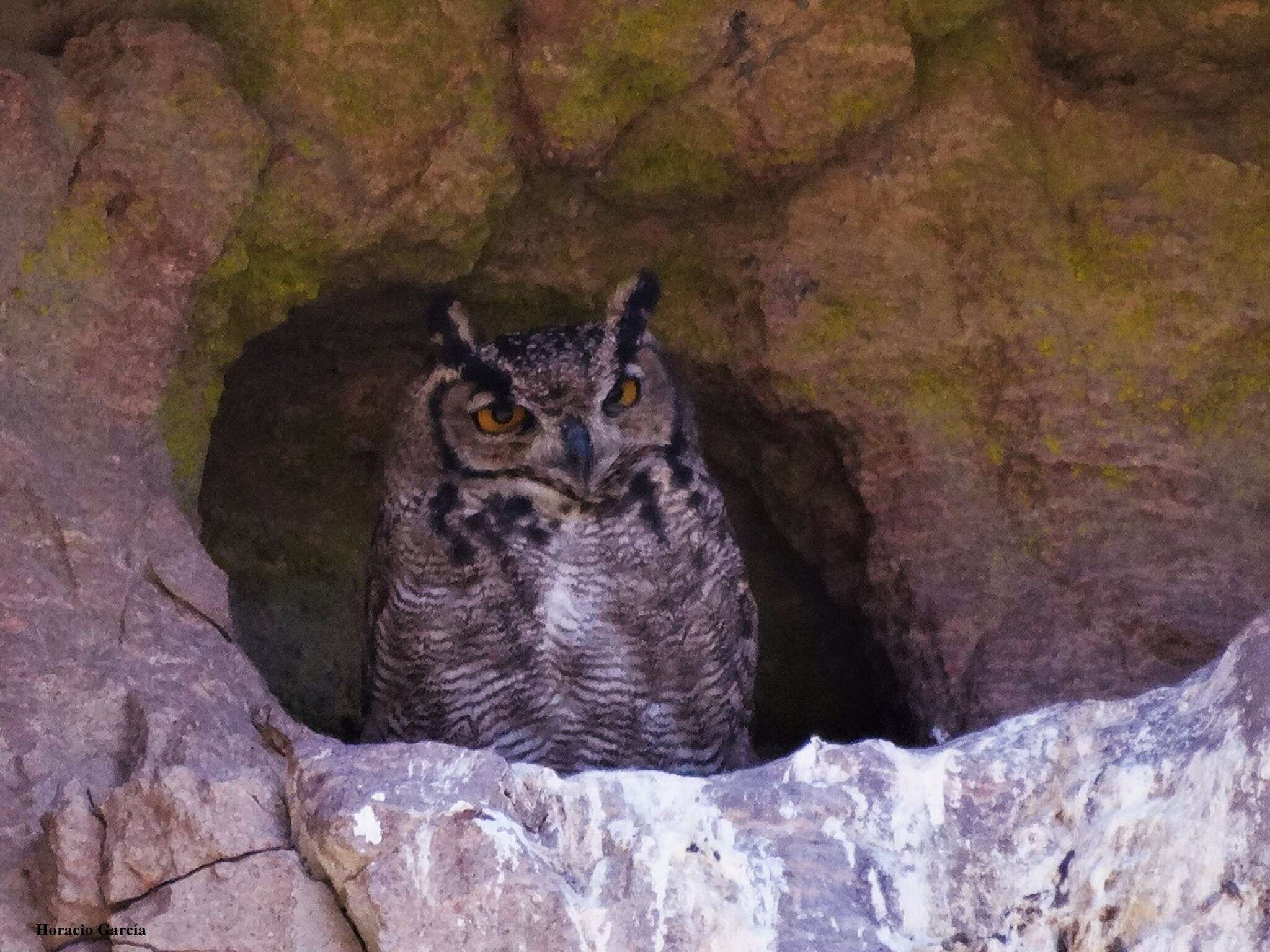 Image of <i>Bubo virginianus magellanicus</i>