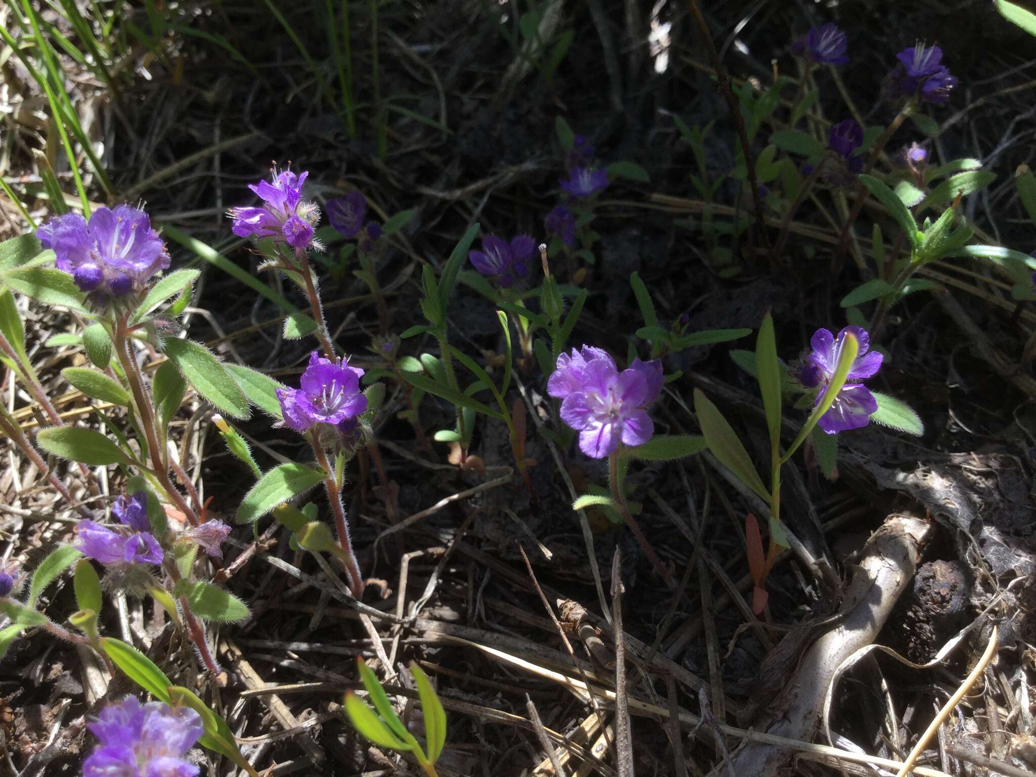 Image of low phacelia