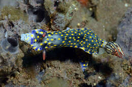 Image of Hypselodoris confetti Gosliner & R. F. Johnson 2018